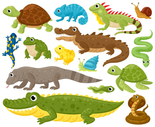 illustrations, cliparts, dessins animés et icônes de amphibiens et reptiles de dessins animés. ensemble d’illustrations vectorielles serpents, reptiles et amphibiens, grenouilles, tortues, iguanes et pythons. reptiles et amphibiens de la faune - reptile