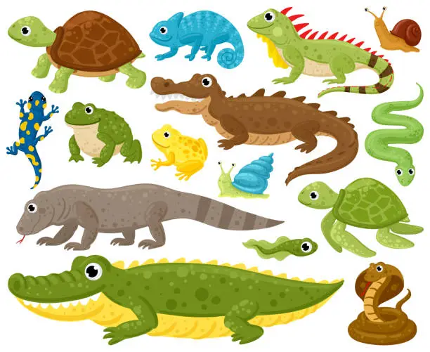 Vector illustration of Cartoon amphibians and reptiles. Serpent, reptile and amphibians, frog, turtle, iguana and python vector illustration set. Wildlife reptiles and amphibians