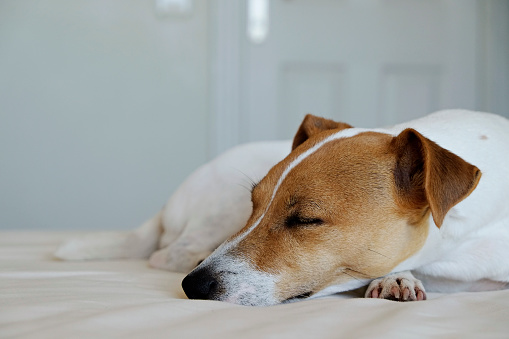 Cute Jack Russel terrier puppy with big ears waiting for the owner on a bed with blanket and pillows. Small adorable doggy with funny fur stains alone in bed. Close up, copy space, background.
