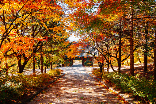 Autumn of Buseoksa Temple in Yeongju, Korea