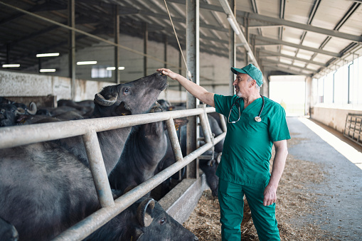 Senior veterinarian at work in cattle farm