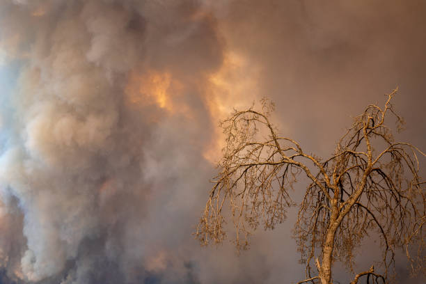 Forest fire in Manavgat, Antalya, Turkey