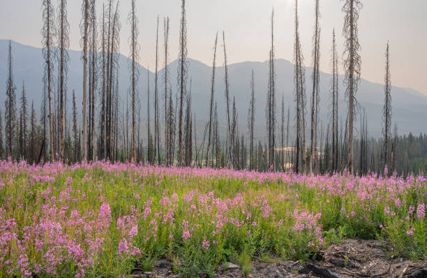 istock Fireweed and Snags in Kootenay National Park 1331471103
