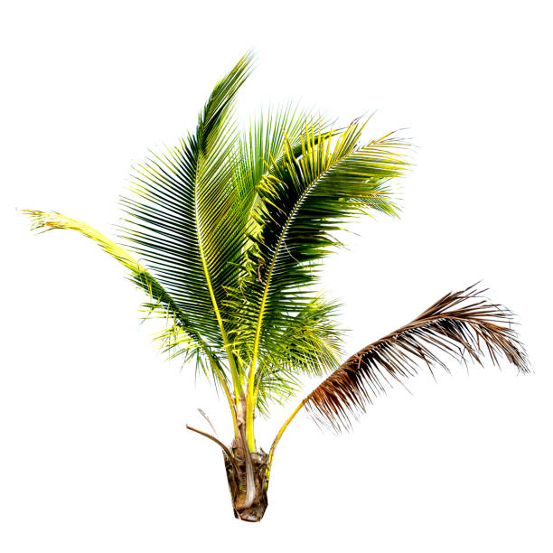 istock Coconut palm tree isolated on the white background. 1331472593