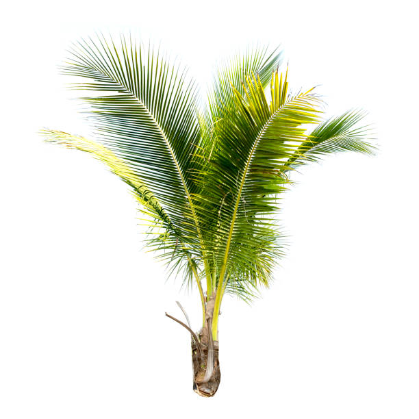 istock Coconut palm tree isolated on the white background. 1331472596