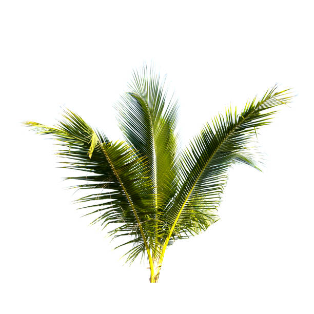 istock Coconut palm tree isolated on the white background. 1331472599