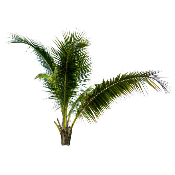istock Coconut palm tree isolated on the white background. 1331472605