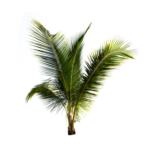 istock Coconut palm tree isolated on the white background. 1331472606