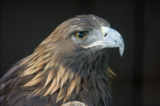 adult golden eagle portrait