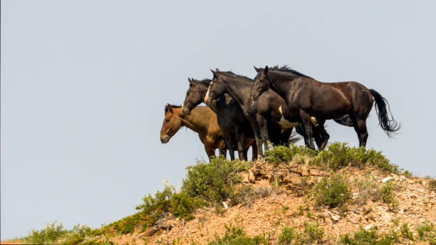 posing ponies wild horses on a butte theodore roosevelt national park stock pictures, royalty-free photos & images