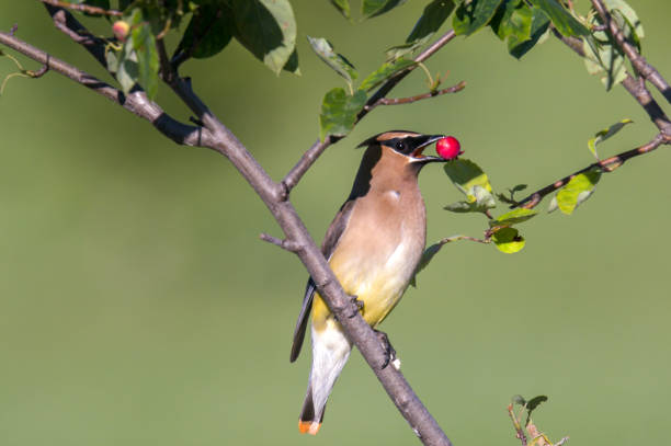 berry picker cedar waxwing with a beak full of berry cedar waxwing stock pictures, royalty-free photos & images