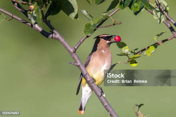 Berry Picker Stock Photo - Download Image Now - Cedar Waxwing, Animal Wildlife, Berry