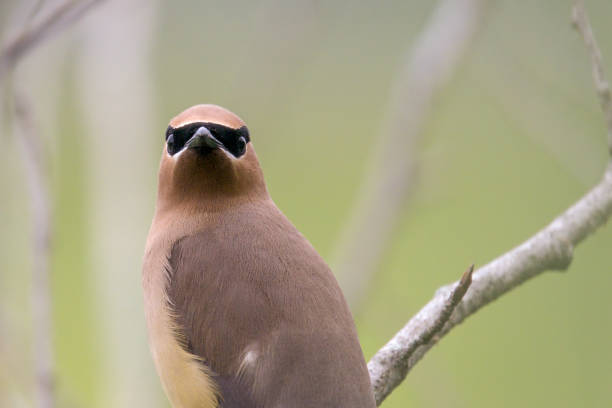 i am batman closeup view of a cedar waxwing and it's mask cedar waxwing stock pictures, royalty-free photos & images