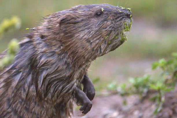 istock soggy muskrat 1331474091