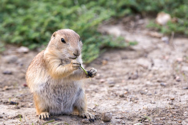 istock prairie dog with a snack 1331474112
