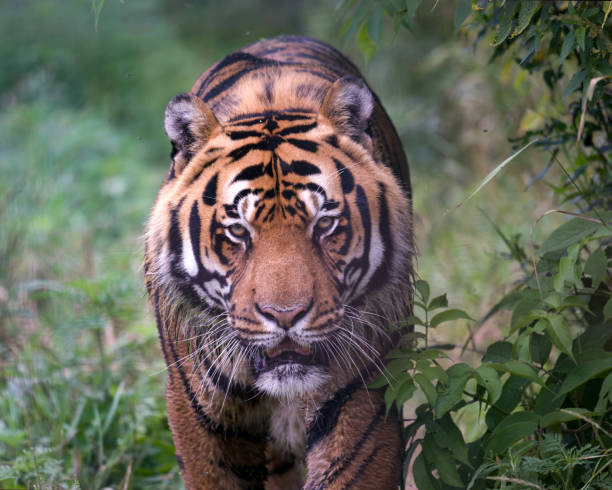 istock tiger portrait 1331474181