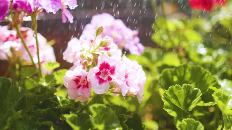 Gardening In Backyard