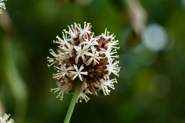 Flowers of Dracaena fragrans or cornstalk dracaena  commonly known as corn plant, selective focus