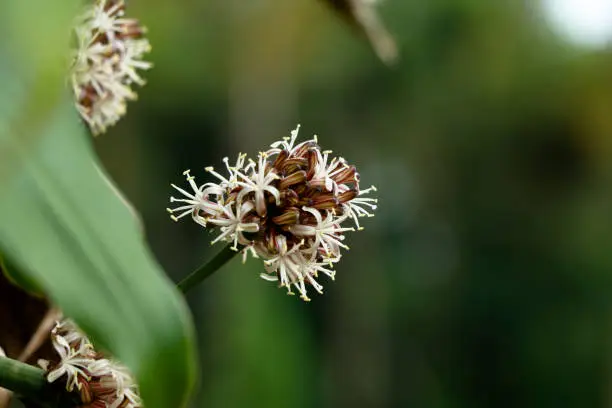 Flowers of Dracaena fragrans or cornstalk dracaena  commonly known as corn plant, selective focus