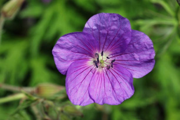 istock Blue Clarkes cranesbill flower close up 1331478134