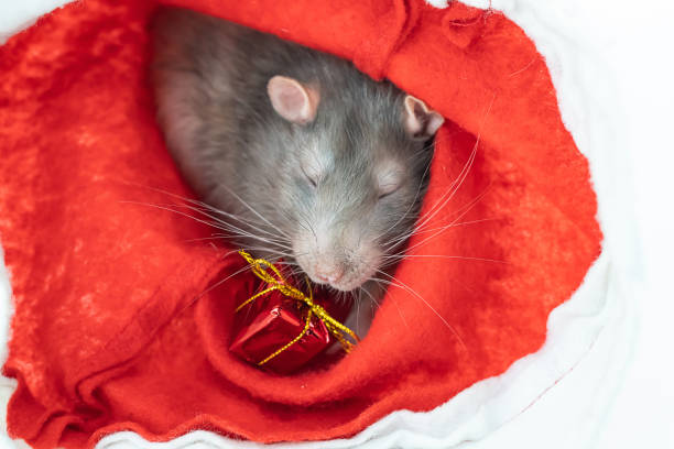 sleepy gray rat sitting on a red background with a gift portrait