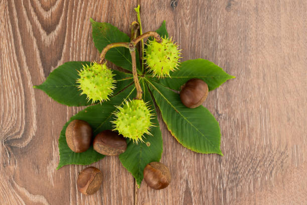 chestnut branch of green fruits and brown on a wooden background and foliage - sweet food chestnut yellow brown imagens e fotografias de stock