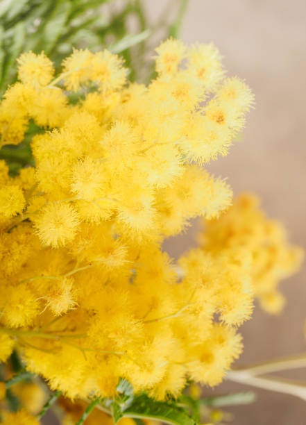istock yellow mimosa, acacia, close-up 1331481111