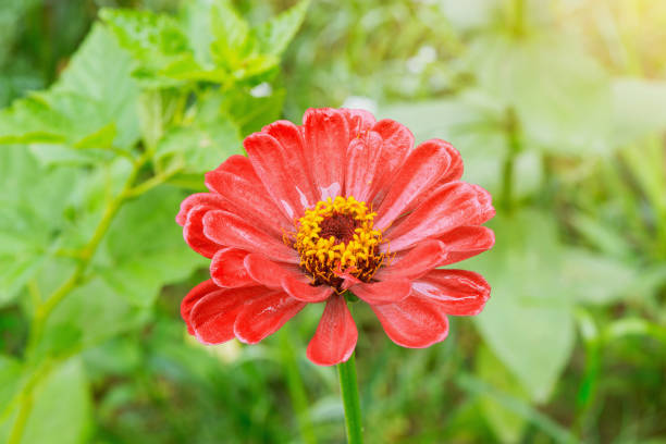 One red flower in the garden after rain at sunset.