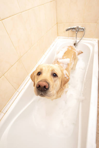 istock A dog taking a shower with soap and water 1331482317