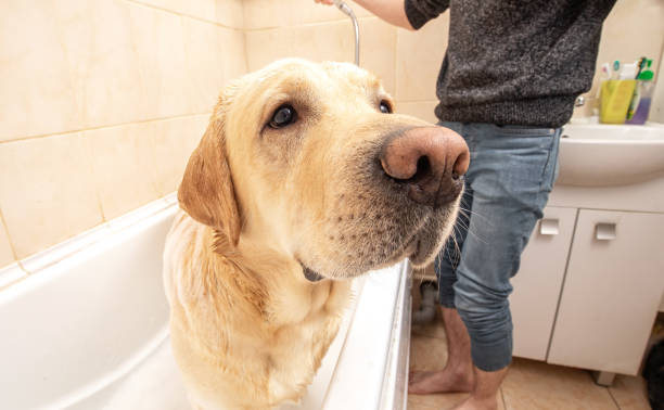 istock A dog taking a shower with soap and water 1331482321