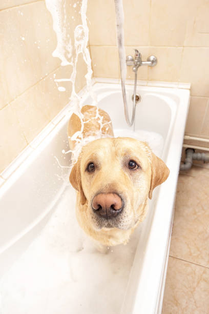 istock A dog taking a shower with soap and water 1331482324