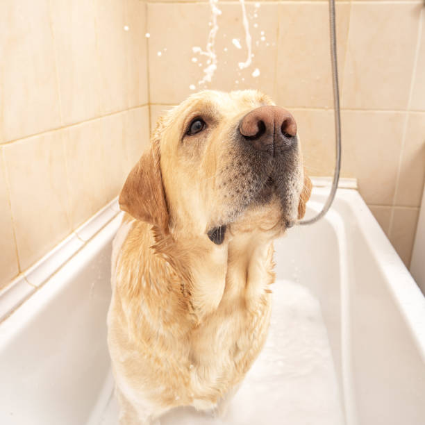 istock A dog taking a shower with soap and water 1331482330