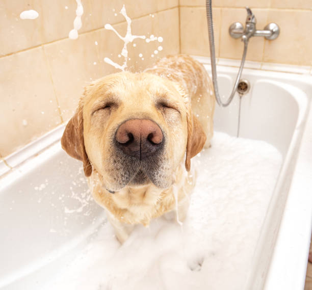 istock A dog taking a shower with soap and water 1331482334