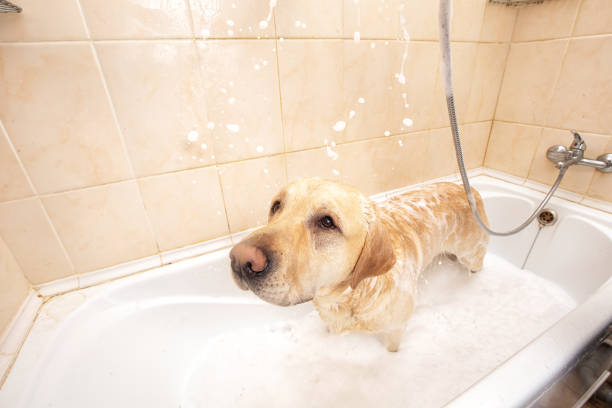 istock A dog taking a shower with soap and water 1331482347