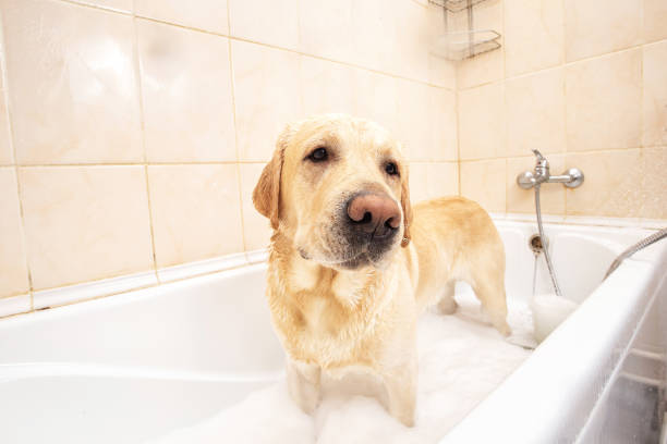 istock A dog taking a shower with soap and water 1331482352