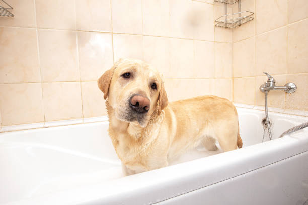istock A dog taking a shower with soap and water 1331482354