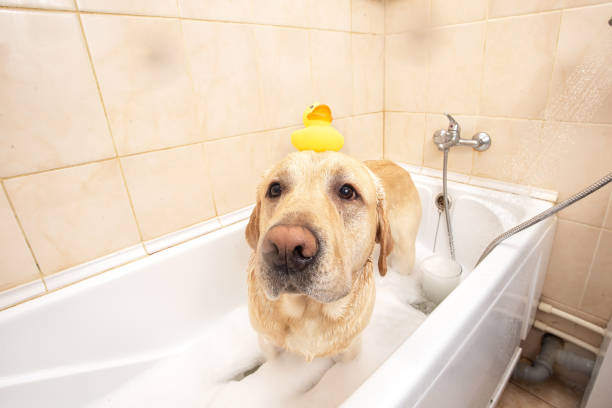 istock A dog taking a shower with soap and water 1331482356