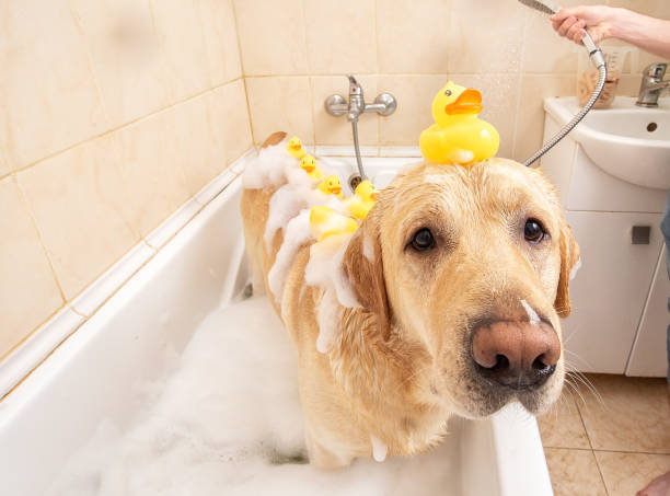istock A dog taking a shower with soap and water 1331482361
