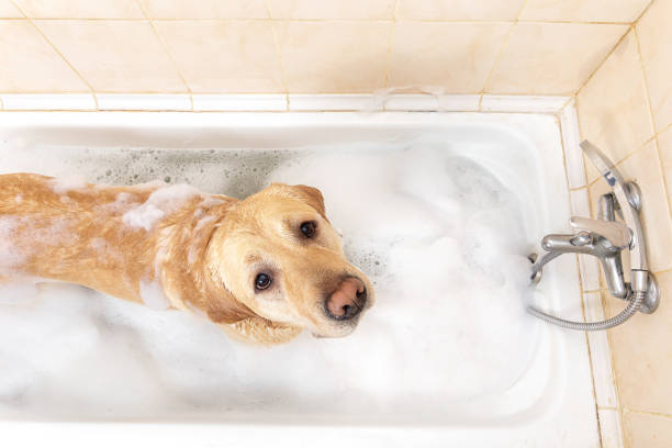 istock A dog taking a shower with soap and water 1331482374