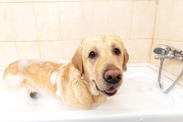 istock A dog taking a shower with soap and water 1331482399