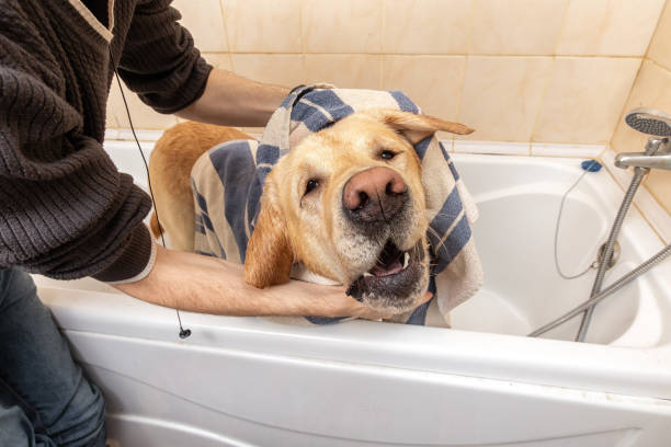 istock Faceless person drying clean dog after taking a shower 1331482466