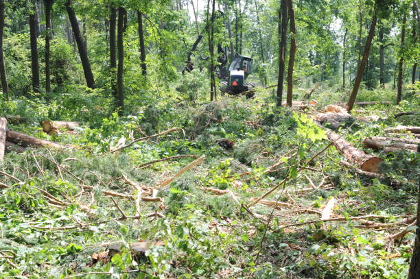 istock A harvester cutting trees in a green forest causing deforestation and ecological disaster 1331482728