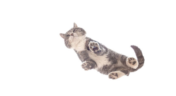 istock Cat standing on glass on white background 1331483383