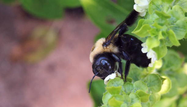 abeille charpentière - abeille menuisière photos et images de collection