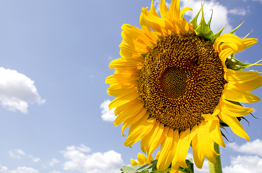 Large bright yellow flower of ripe sunflower against the blue sky. Summer Mood