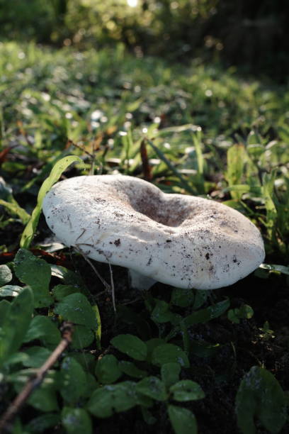 Mushroom stock photo