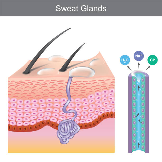 Sweat Glands. Illustration showing human sweat gland structure under skin layers."n Sweat Glands. Illustration showing human sweat gland structure under skin layers."n tissue anatomy stock illustrations