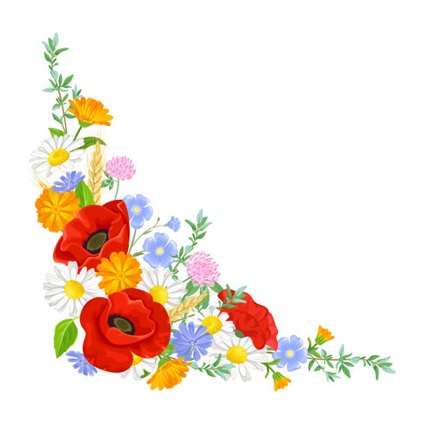 illustrazioni stock, clip art, cartoni animati e icone di tendenza di fiori selvatici estivi, erbe aromatiche e spighe di grano angolato cornice vettoriale. angolo floreale, bordo. bellissimi fiori illustrazione. elemento per il biglietto di auguri di design, banner. poppy piatto dei cartoni animati e bouquet di margherite. - clover field blue crop