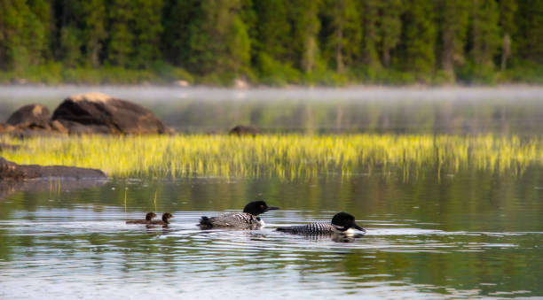 Family of Loons on a wild lake in a wildlife reserve in Quebec in Canada in a wildlife reserve in Quebec in Canada common loon photos stock pictures, royalty-free photos & images