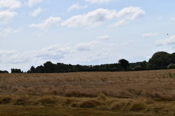 istock A ripe seed grass field with birds flying. 1331489587